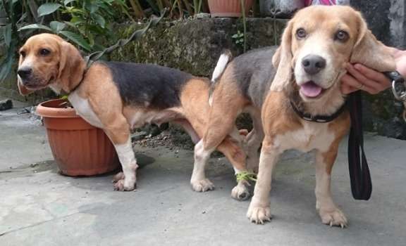 QUALITY BEAGLE STUDS 3 SIRES TO CHOOSE FROM 28REDS
