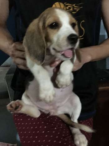 Quality Beagle Puppies Healthy and Champ lineage