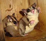  Exotic pets Sugar Gliders try the thrill of a new hobby