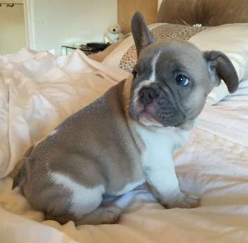 French bulldog Puppies for sale Viber only ( +63-995-942-2908 )