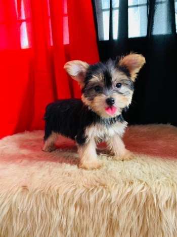 Yorkshire Puppies for sale Philippines [DOGS]