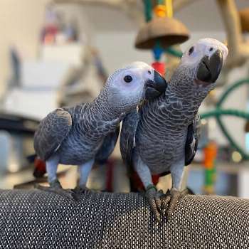 Talker African Grey Parrots for Sale