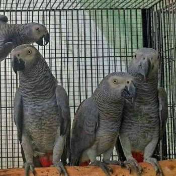 AFRICAN GREY PARROTS FOR SALE PHILIPPINES [BIRDS] 