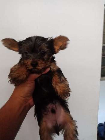 YORKSHIRE TERRER PUPPIES FOR SALE PH [DOGS]