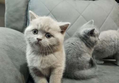 brittishshorthair kittens for rehoing