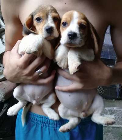 QUALITY BEAGLE PUPPIES 22 RED MARKS AUSSIE LINEAGE photo