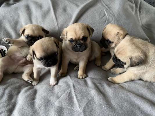 Home Raised Pug Puppies  Available photo