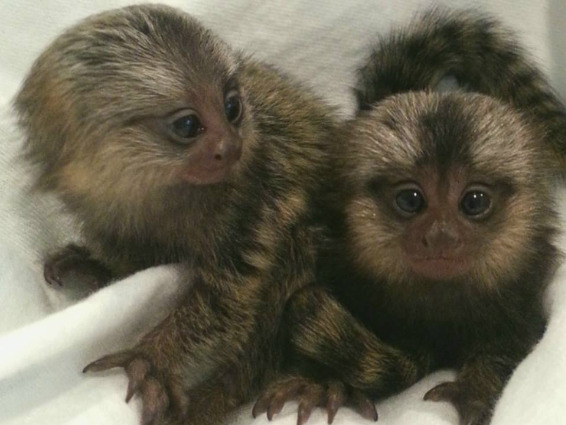 Marmoset monkeys for adoption. photo