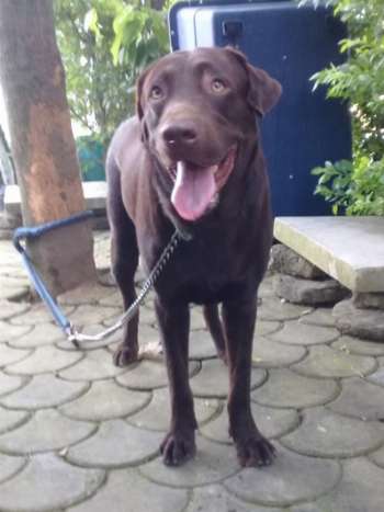 QUALITY XL CHOCO LABRADOR STUD 2 SIRES TO CHOOSE FROM