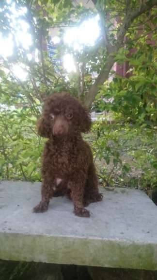 QUALITY TOY SIZED CHOCO POODLE FOR STUD SERVICE