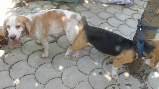  QUALITY STUD BEAGLES CHAMP LINES 22, 25, 28 RED MARKS RARE COLORS AVAILABLE
