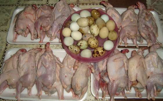 Quail meat for your Parties try the native Filipino Delicacy