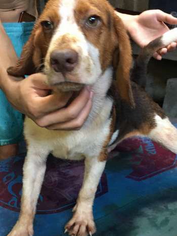 QUALITY BEAGLES FOR GOODHOMES