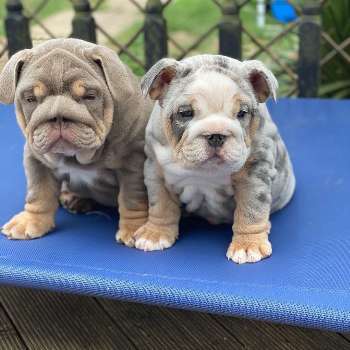 Beautiful English bulldog puppies for sale male & female looking forever home 