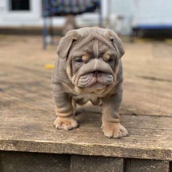Beautiful English bulldog puppies for sale male & female looking forever home 