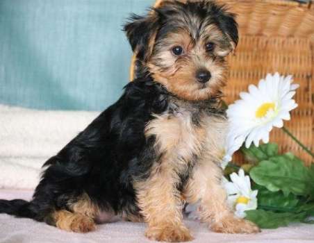 Yorkie Puppies Viber only ( +63-995-942-2908 )