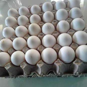 Large farm eggs for sale