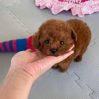Gorgeous Toy Poodle Puppies For Ready 