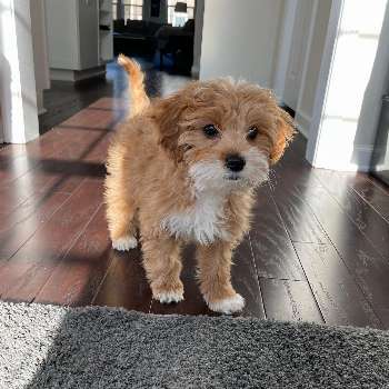  CAVAPOO PUPPY  THEO MALE ONLY