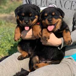 10 weeks old Rottweiler puppies