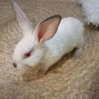 Rabbit for Sale | Jeythan's Rabbitry