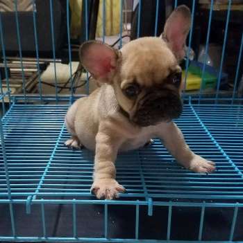 FRENCH BULLDOG PUPPIES FOR SALE PHILIPPINES [DOGS]