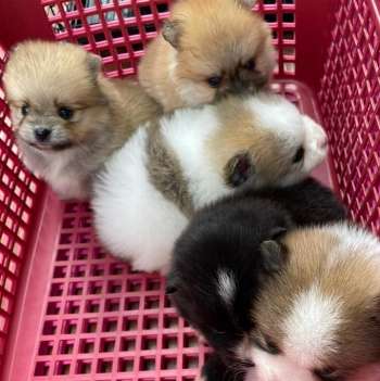 TEACUP POMERANIAN PUPPIES FOR SALE PH [DOGS]