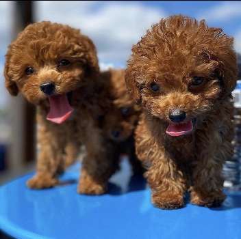 TOY POODLE PUPPIES FOR SALE PHILIPPINES [DOGS]