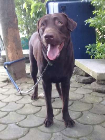 QUALITY XL CHOCO LABRADOR STUD 2 SIRES TO CHOOSE FROM photo