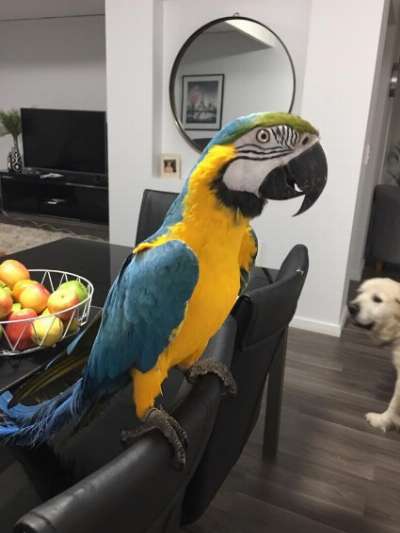 Talking Blue And Gold Macaws Parrots for Sale photo