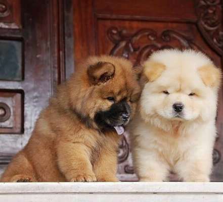 ADORABLE CHOW CHOW PUPPIES photo