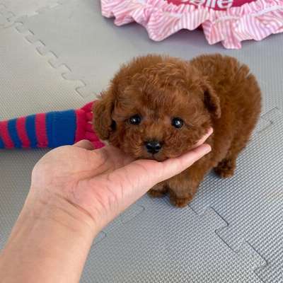 Gorgeous Toy Poodle Puppies For Ready  photo