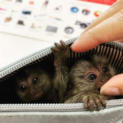 Cute Marmoset Monkeys photo