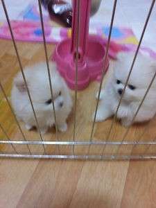 Charming Pom Puppies photo