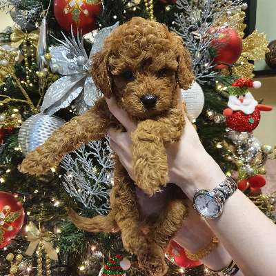 Toy Poodle Puppies  photo