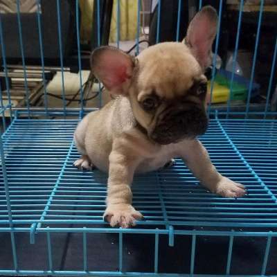 FRENCH BULLDOG PUPPIES FOR SALE PHILIPPINES [DOGS] photo