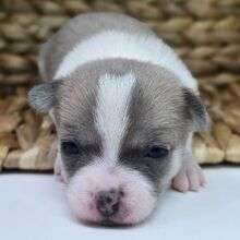 Chihuahua puppies for sale photo