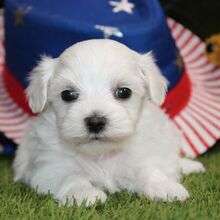 Maltese puppy for sale photo