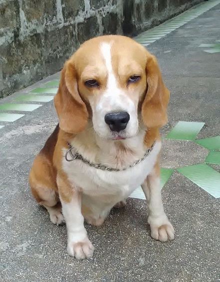 Beagle stud photo