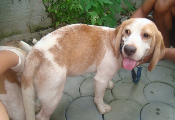 28 RED MARKS QUALITY AUSSIE BEAGLE FOR STUD SERVICES photo