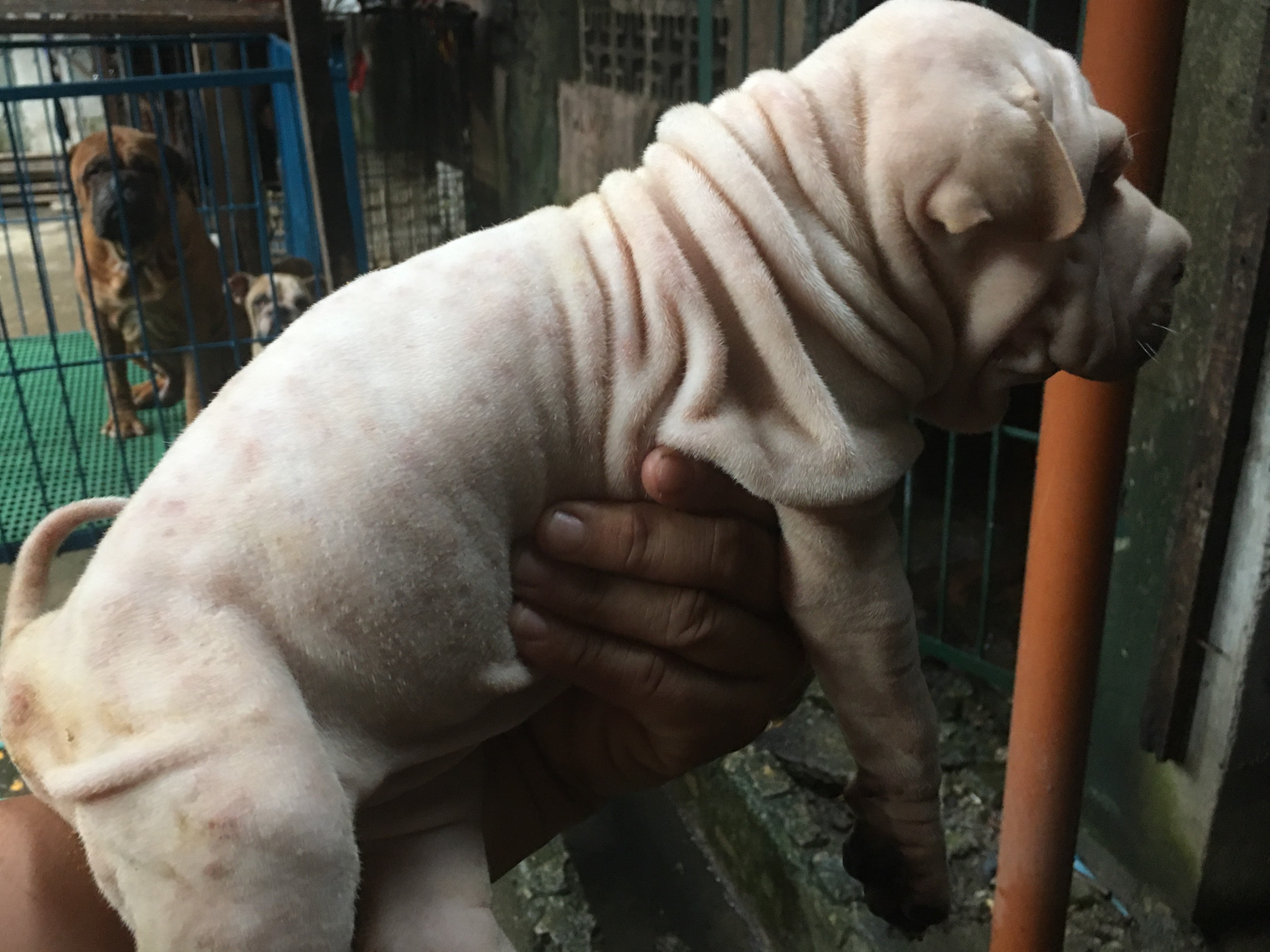 Quality Sharpei puppies For grabs photo