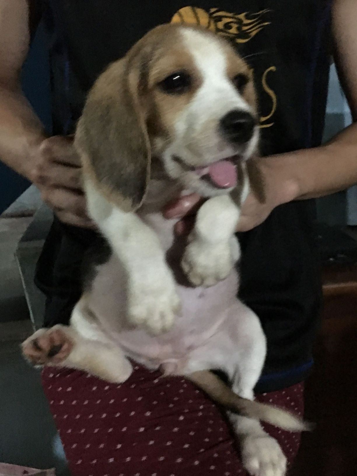 Quality Beagle Puppies Healthy and Champ lineage photo