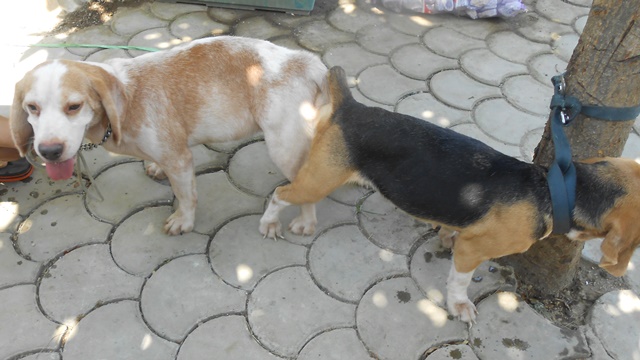  QUALITY STUD BEAGLES CHAMP LINES 22, 25, 28 RED MARKS RARE COLORS AVAILABLE photo