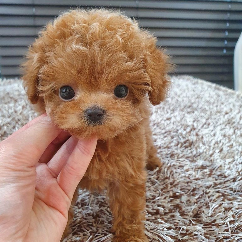 Potty Trained Male and female Toy Poodle Puppies for sale photo