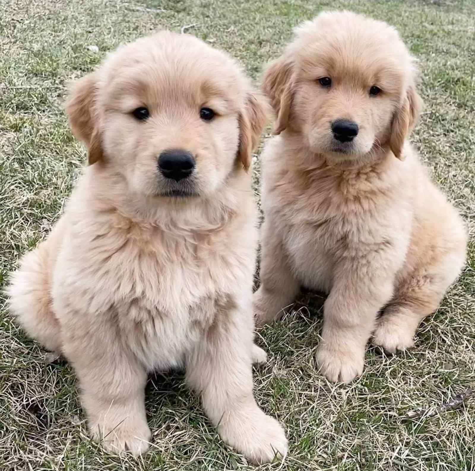 Golden Retriever puppies photo