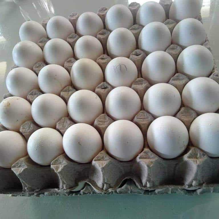 Large farm eggs for sale photo