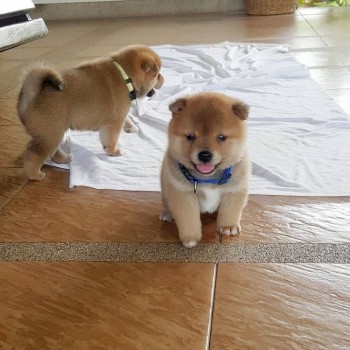 Adorable Young Cute Shiba Inu for Sale photo