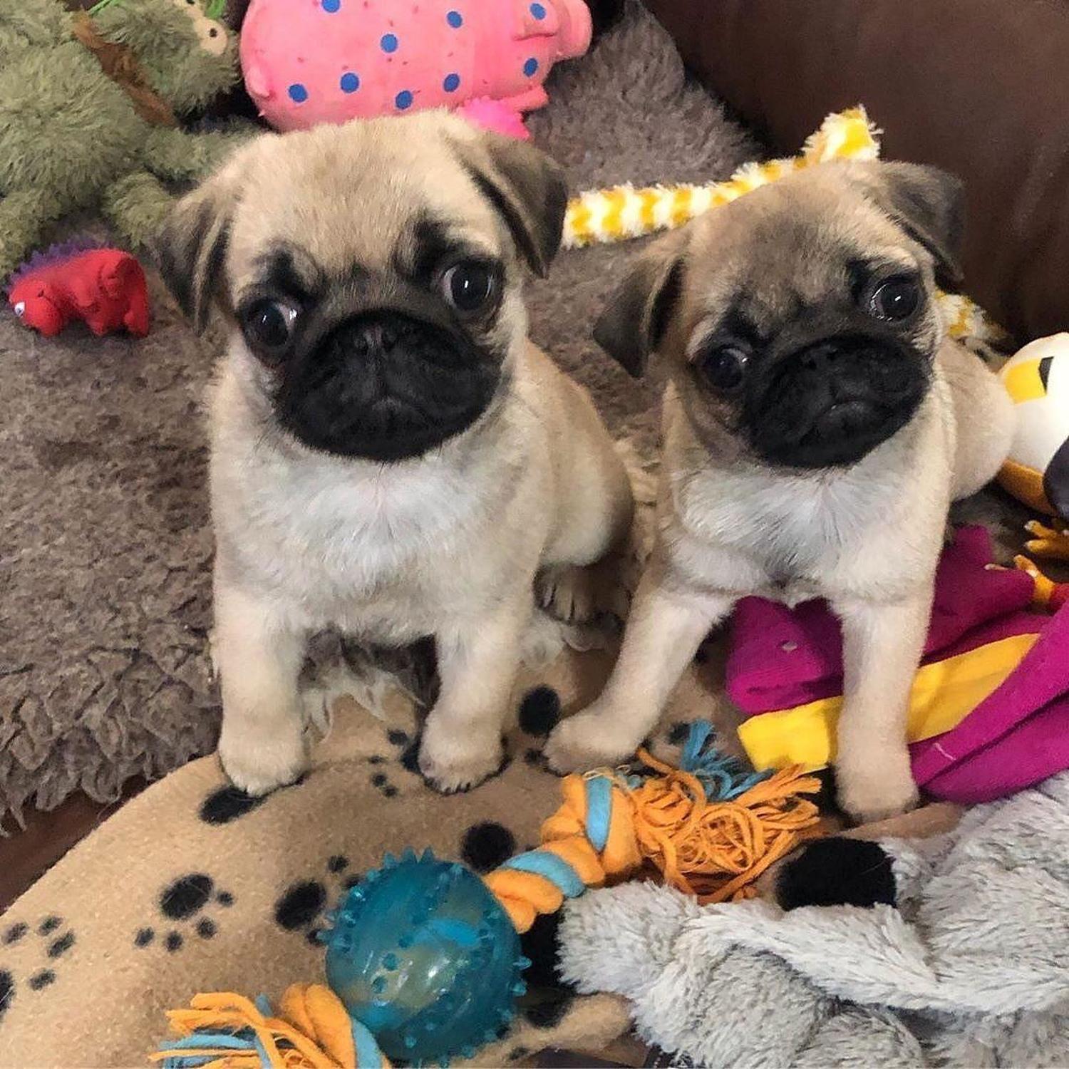 Young Pug Puppies Ready to Leave photo