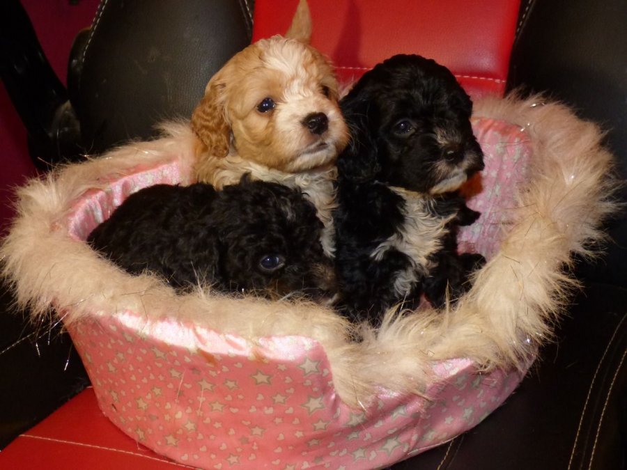 Adorable Cockapoo Puppies photo