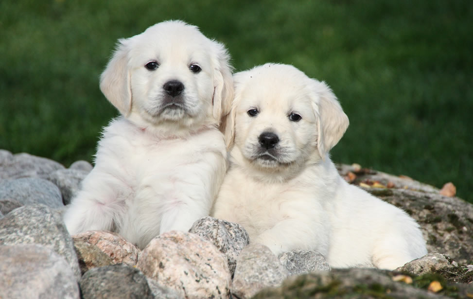 Golden Retriever Puppies photo